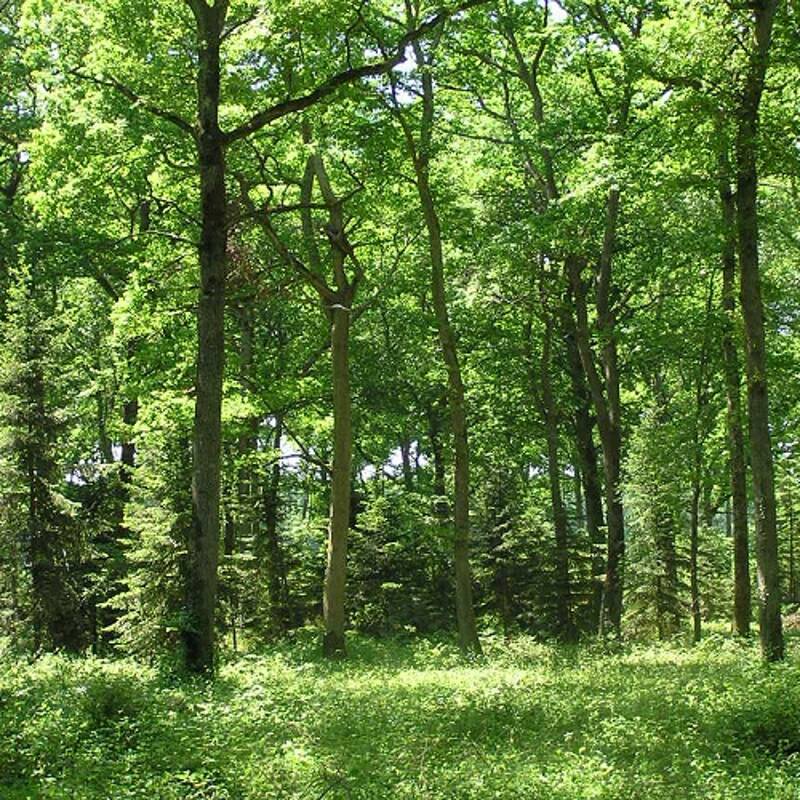 [CLUB DES SAVOIRS] YOGA DES BOIS